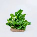 suscipit lobortis